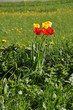 Frühjahrsgarten