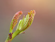 Photo: germ tree germ tree