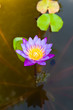 Wate lily on pond
