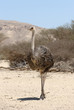 African ostrich African ostrich