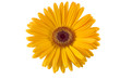GERBERA GIALLA