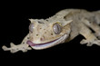 Rhacodactylus ciliatus Rhacodactylus ciliatus