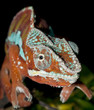 Veiled Chameleon Veiled Chameleon