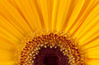 Macro gerbera