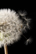 Soffione fondo nero