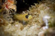Blackeye Goby (Coryphopterus nicolsi) Blackeye Goby (Coryphopterus nicolsi)