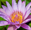 Wate lily on pond