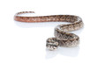 T-positive Nicaraguan Boa (Boa constrictor imperators) T-positive Nicaraguan Boa (Boa constrictor imperators)