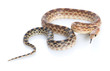 Cape Gopher Snake (Pituophis catenifer vertibralis) Cape Gopher Snake (Pituophis catenifer vertibralis)