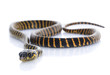 Jungle Carpet Snake Jungle Carpet Snake