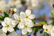 Apfelblüten weiß