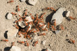 Fire ants Fire ants