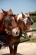 Ballade en calèche