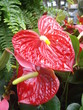 Langue de feu - Anthurium spp.