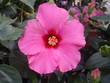 Hibiscus rosa-sinensis