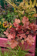heuchera regal caramel
