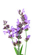 salvia flowers salvia flowers
