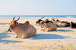Asian Cows