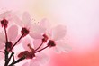 canvas print picture - pink flower