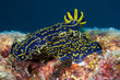Florida Regal Sea Goddess, picture taken in south east Florida.
