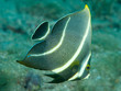 Juvenile French Angelfish, picture taken in south east Florida..