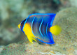 Photo: Juvenile Queen Angelfish, picture taken in south east Florida.. Juvenile Queen Angelfish, picture taken in south east Florida..