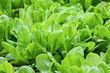 Fresh leaves of spinach