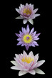 three lotus on black three lotus on black
