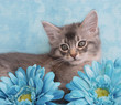 Photo: Blue silver somali kitten amongst flowers Blue silver somali kitten amongst flowers