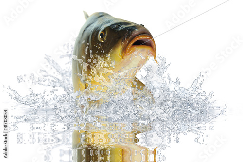 Illustration: Fische 98 Fische 98