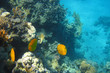 gelbe fisch