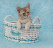 Fawn Silver Somali kitten sitting in a basket