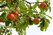 Apfelbaum