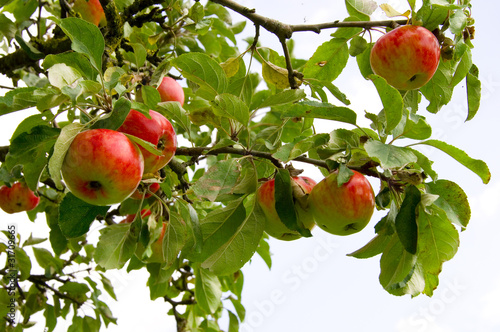 Photo: Apfelbaum Apfelbaum