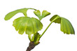 Ginkgo Baum