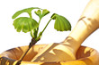 Ginkgo mit Mörser
