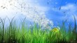 moving dandelion and grass with flying fuzz moving dandelion and grass with flying fuzz