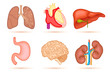 Human Organ