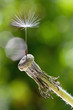 ein samen
