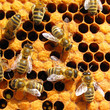 Bees working on honey cells. Close up macro.