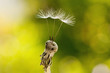 flugsamen