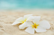 Tempelblume am Strand