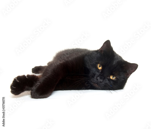 Photo: Black cat laying down Black cat laying down