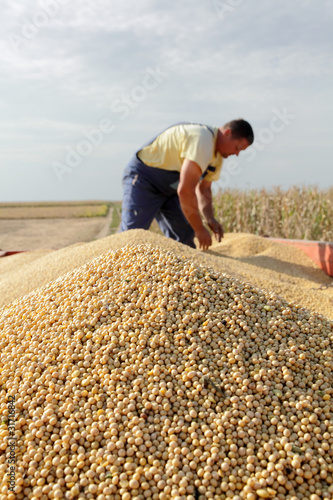 Photo: Harvest of soy, worker at trailer with soybean Harvest of soy, worker at trailer with soybean