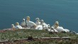 Mehrere Basstölpel auf einem Felsen (Morus Bassanus) - Video Mehrere Basstölpel auf einem Felsen (Morus Bassanus) - Video