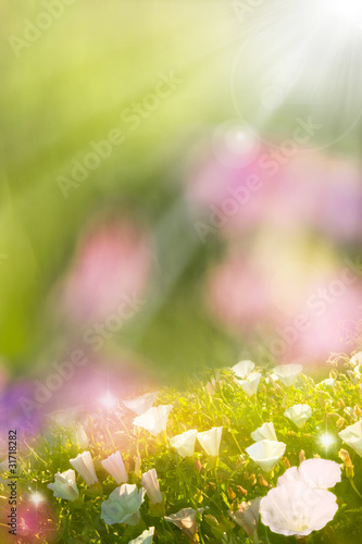 Photo: Glowing Spring Flowers Glowing Spring Flowers