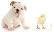 puppy and baby chick