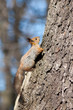 The squirrel rises