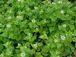 Knoblauchsrauke - Alliaria petiolata