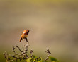 Rufous Relaxed